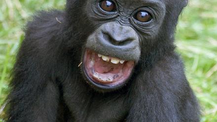 Gorilla