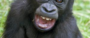 Gorilla