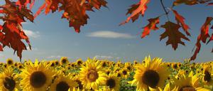 Herbstblätter