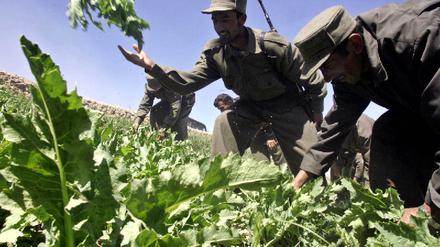 Schlafmohn Afghanistan