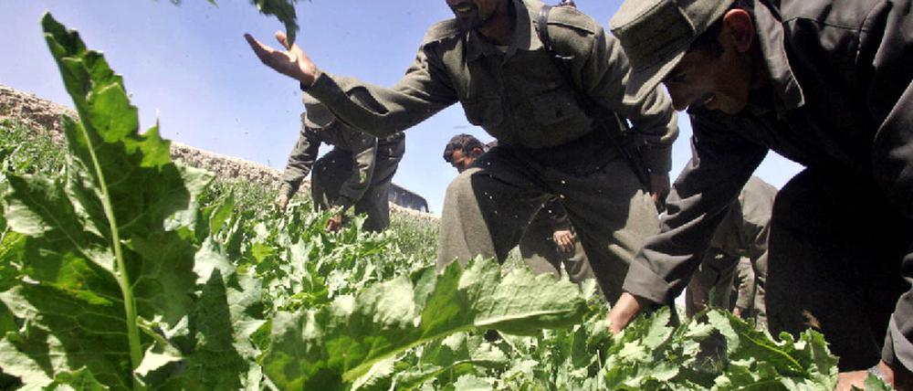 Schlafmohn Afghanistan
