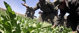 Schlafmohn Afghanistan