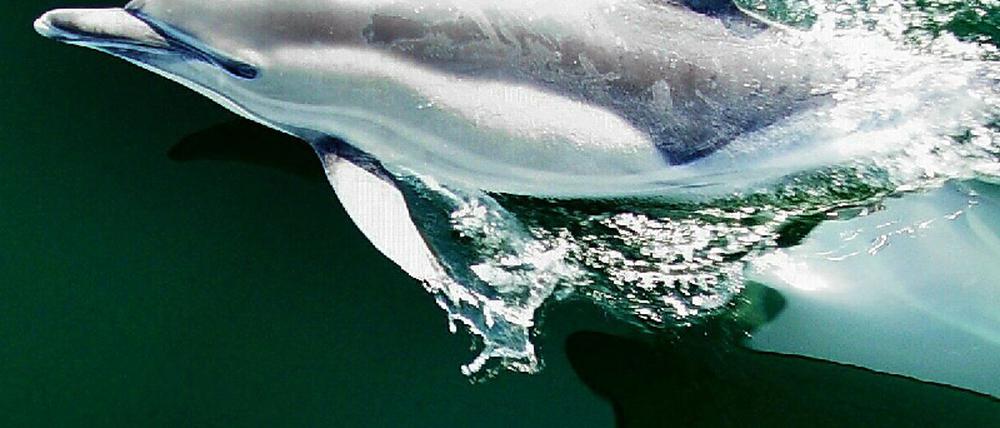 070928delfin