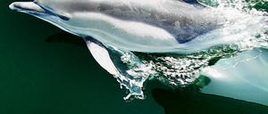070928delfin