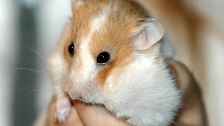 Hamster auf Hand