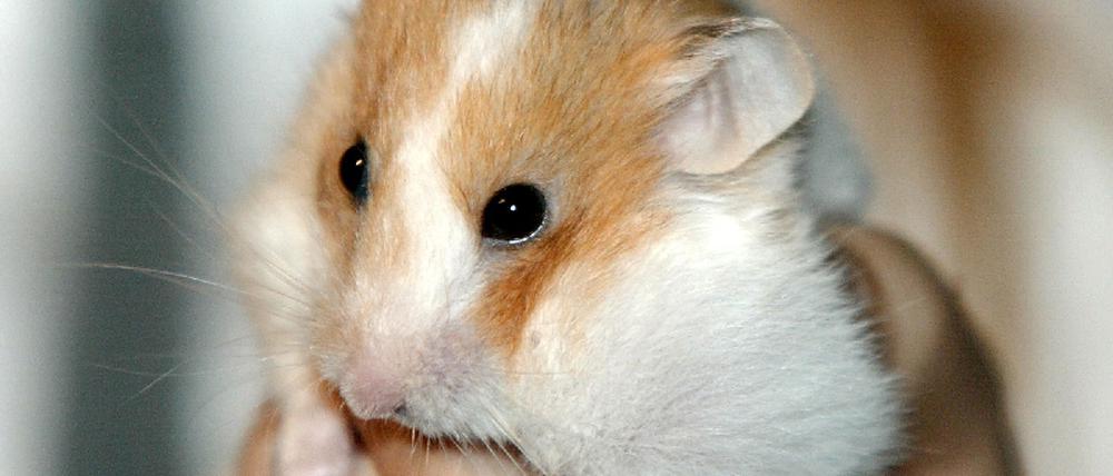 Hamster auf Hand
