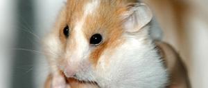 Hamster auf Hand