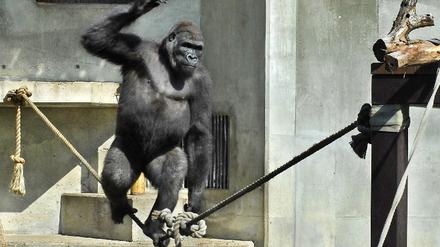 071011gorilla