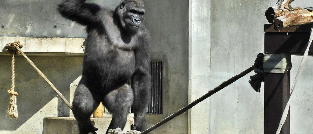 071011gorilla