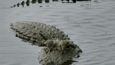 Alligator
