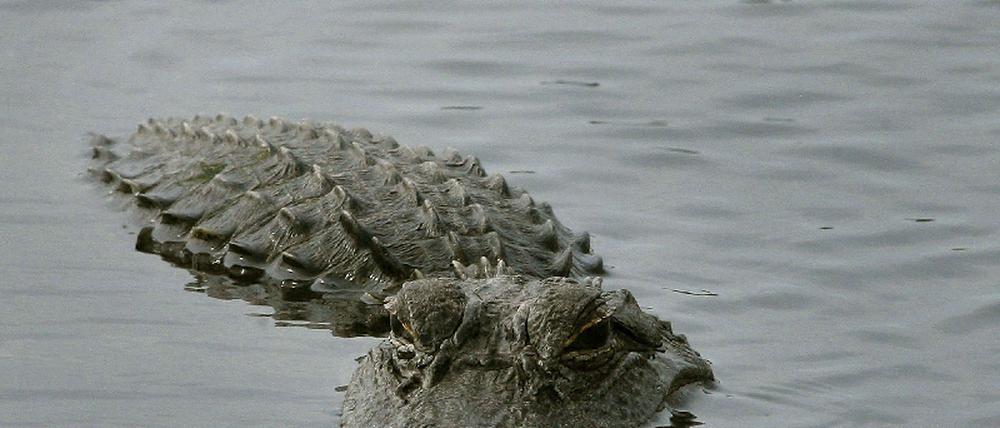 Alligator