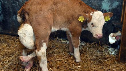 Kalb mit sechs Beinen