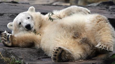 Knut