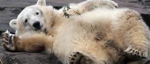 Knut