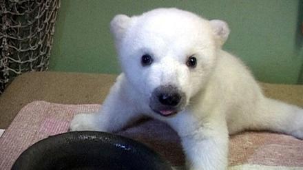 Knut