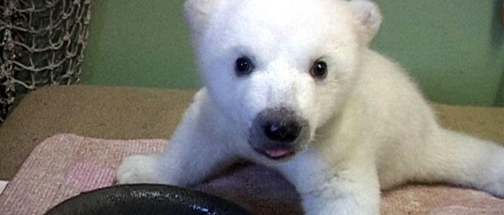 Knut