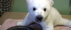 Knut