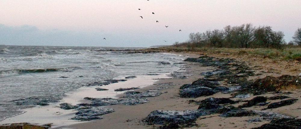 071113oelpest