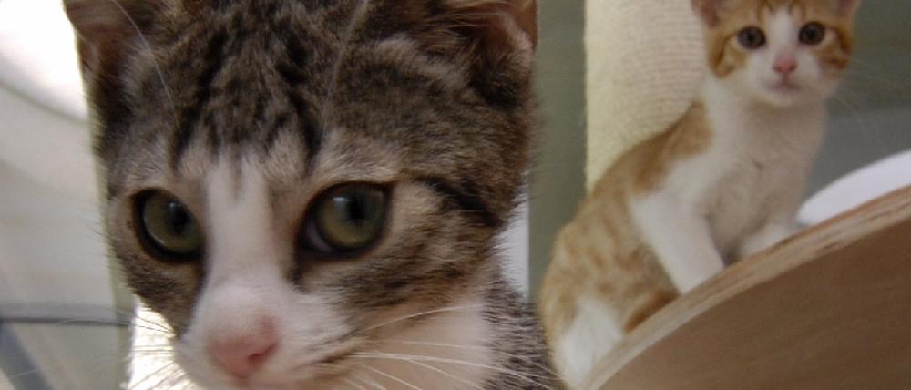 Katzen