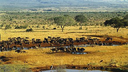Kenia