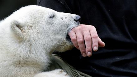 Knut