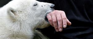 Knut