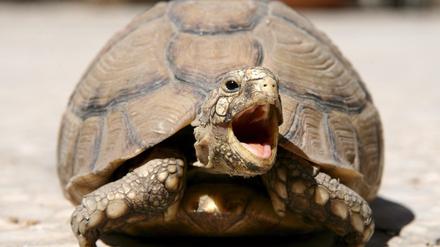 Eine Ägyptische Landschildkröte