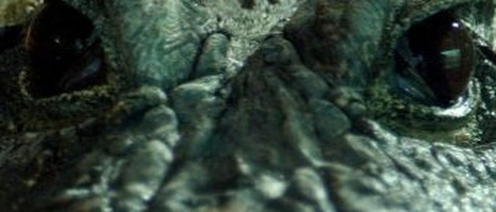 kroko