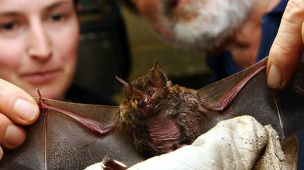 Fledermaus