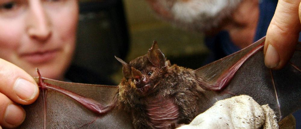 Fledermaus