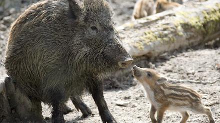 wildschwein