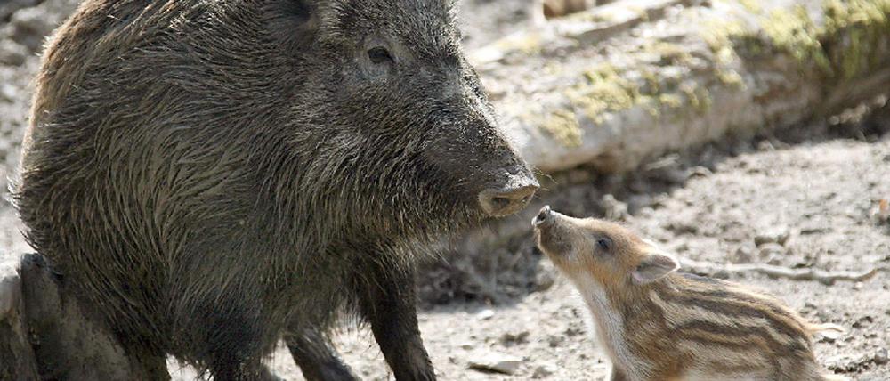 wildschwein