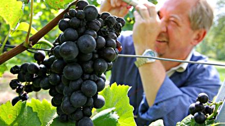 Weinreform