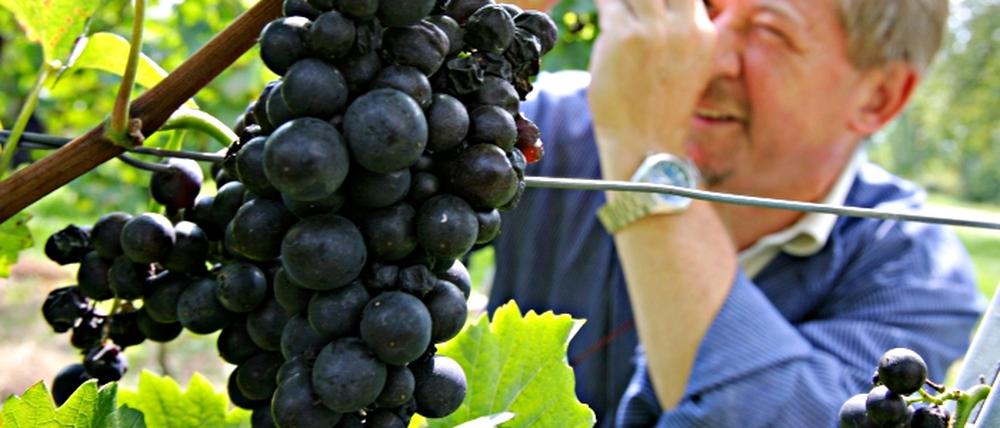Weinreform