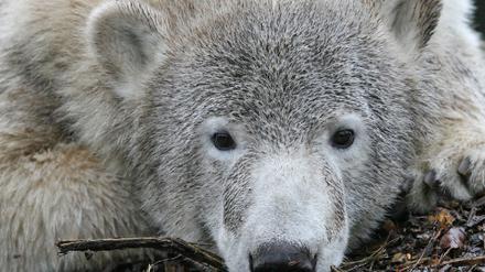 Knut