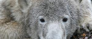 Knut