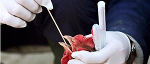 Vogelgrippe