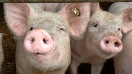 Schwein