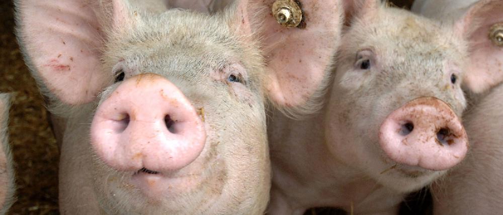Schwein