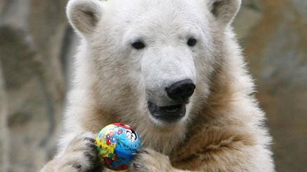 Knut