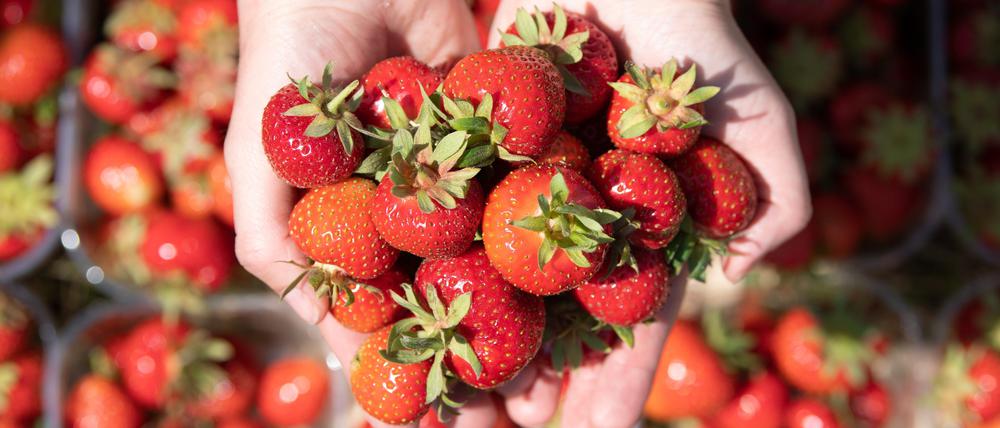 Das Obst hat selbstverständlich knackfrisch und reif zu sein.