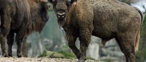 wisent_dpa_01_03