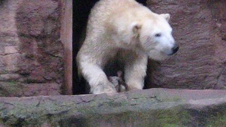 Eisbär