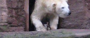 Eisbär
