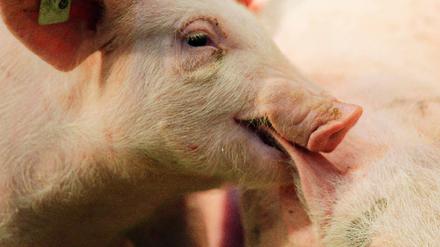 Schwein