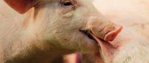Schwein