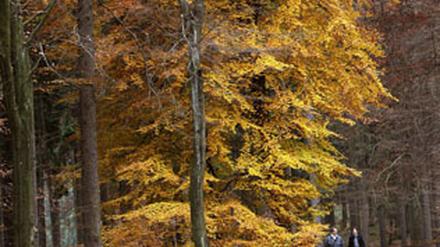 Waldzustand