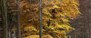 Waldzustand