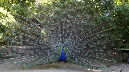 Pfau auf der Pfaueninsel: Doch auf die Insel zu kommen, ohne mit dem Auto anzureisen, kann vor allem bei gutem Wetter beschwerlich sein.