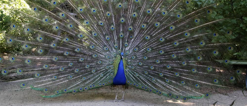 Pfau auf der Pfaueninsel: Doch auf die Insel zu kommen, ohne mit dem Auto anzureisen, kann vor allem bei gutem Wetter beschwerlich sein.
